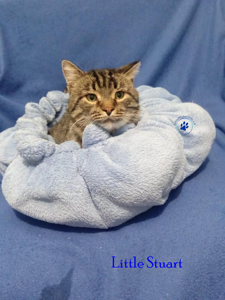 Irina/Katzen/Little Stuart/Little Stuart04mN.jpg